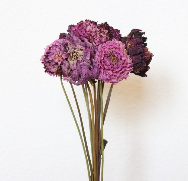 fialove dalie detail